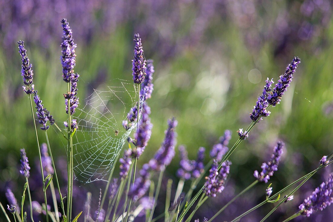Frankreich, Alpes-de-Haute-Provence, Regionaler Naturpark Verdon, Puimoisson, Spinnennetz in Lavendel auf der Hochebene von Valensole