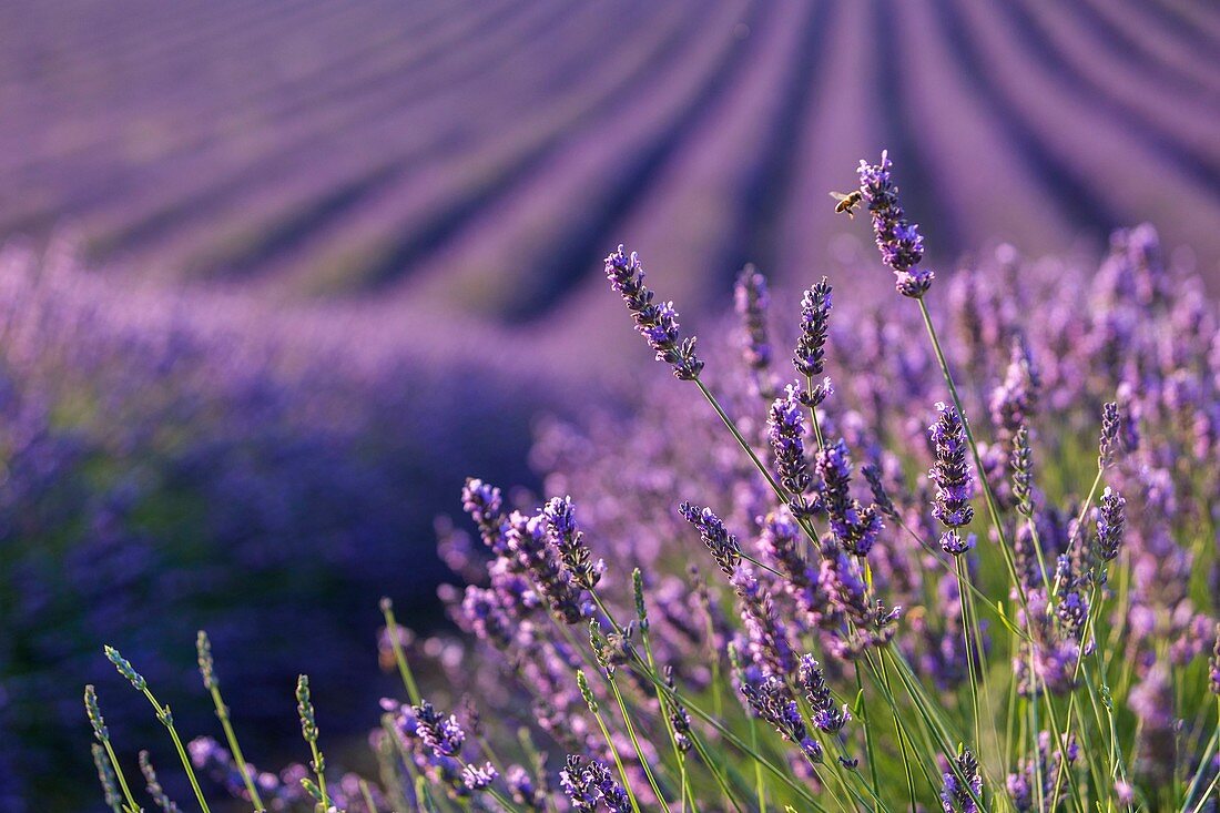 France, Alpes de Haute Provence, Parc Naturel Regional du Verdon (Regional natural park of Verdon), plateau of Valensole, a bee foraging a flower of lavender
