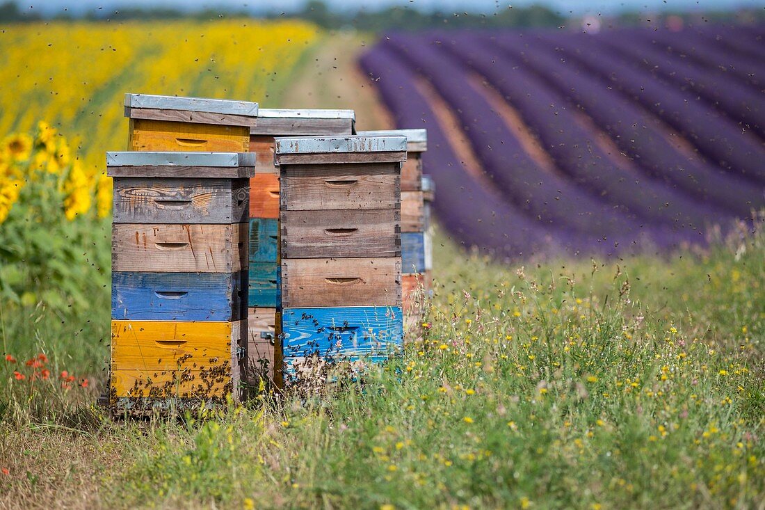 Frankreich, Alpes-de-Haute-Provence, regionaler Naturpark du Verdon, Hochebene von Valensole, Bienen, die um Bienenstöcke nahe einem Feld von Sonnenblumen und von Lavendel fliegen