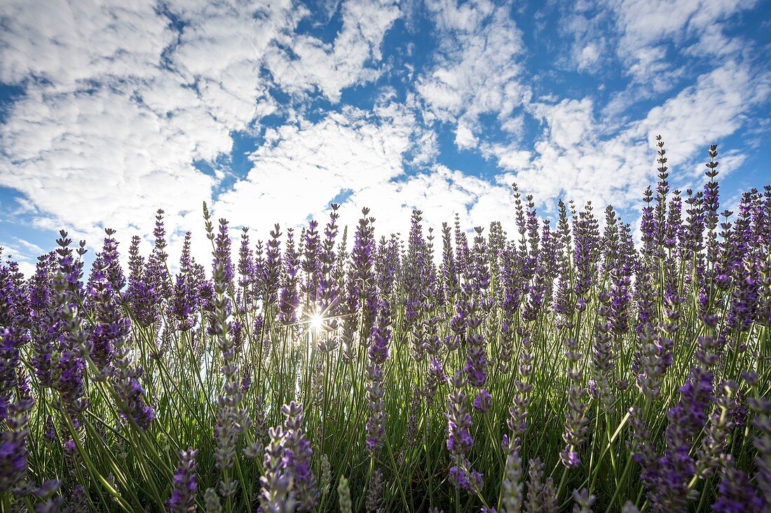 France, Alpes de Haute Provence, Parc Naturel Regional du Verdon (Regional natural park of Verdon), Saint Jurs, field of lavender on the plateau of Valensole