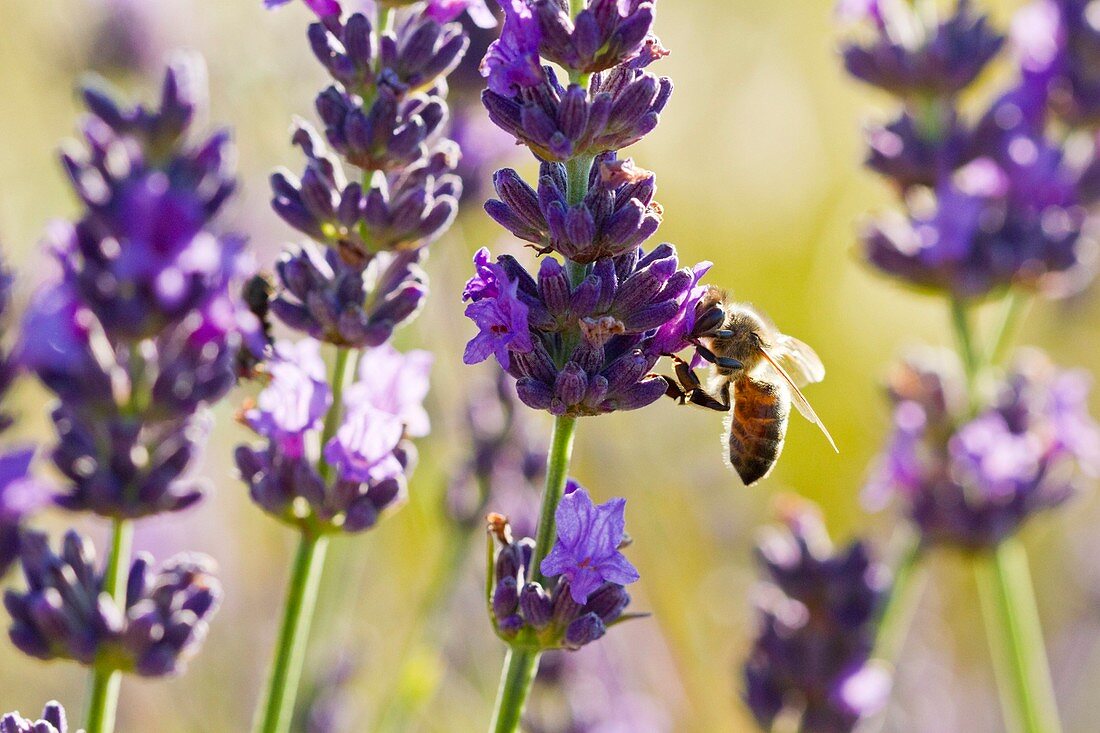 France, Vaucluse, Sault bee on a sprig of lavender