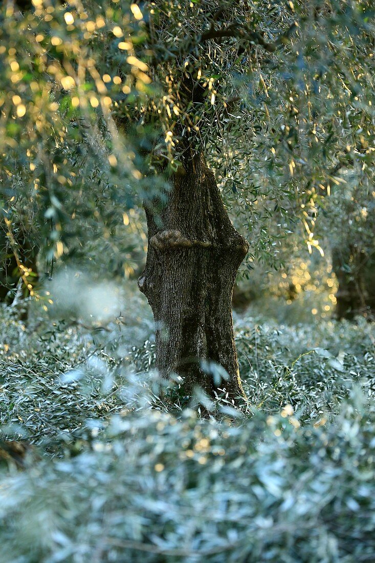 Frankreich, Alpes Maritimes, Nizza, Lessatini Olivendomäne