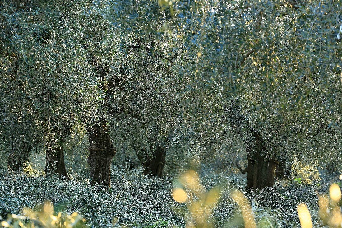 France, Alpes Maritimes, Nice, Lessatini olive domain