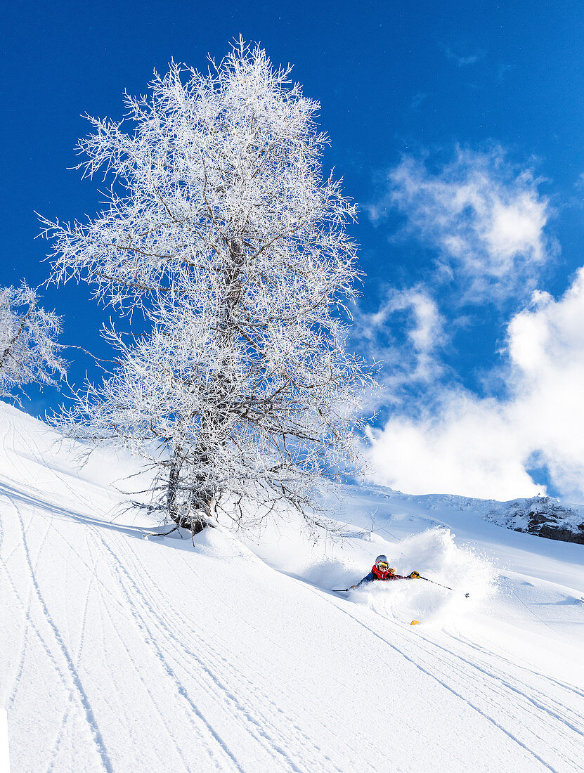 Freeriderin macht einen perfekten Powderturn neben einen vereisten Baum, Bärenkopf, Tirol, Österreich