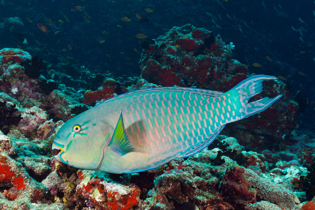 Indian Humpback Parrotfish, Scarus strongylocephalus, North Male Atoll, Indian Ocean, Maldives