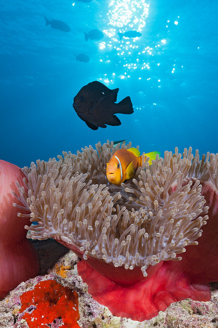 Malediven-Anemonenfisch, Amphiprion nigripes, Felidhu Atoll, Indischer Ozean, Malediven