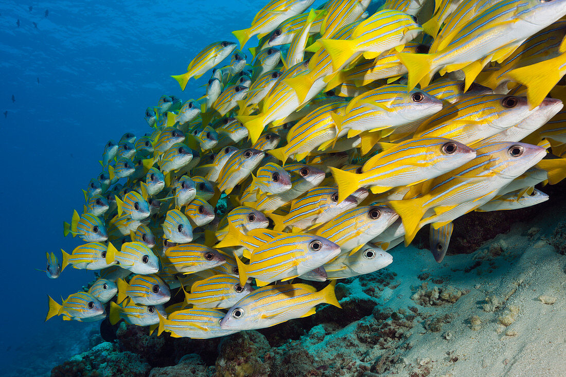 Schwarm Blaustreifen-Schnapper, Lutjanus kasmira, Sued Male Atoll, Indischer Ozean, Malediven