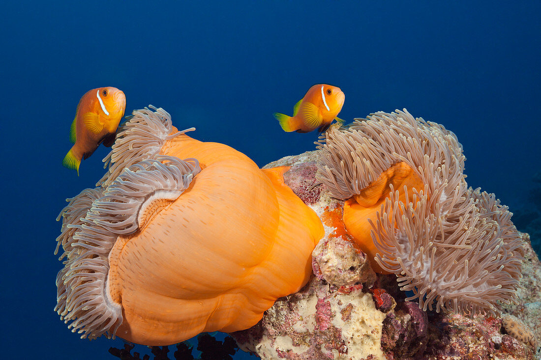 Malediven-Anemonenfische, Amphiprion nigripes, Sued Male Atoll, Indischer Ozean, Malediven