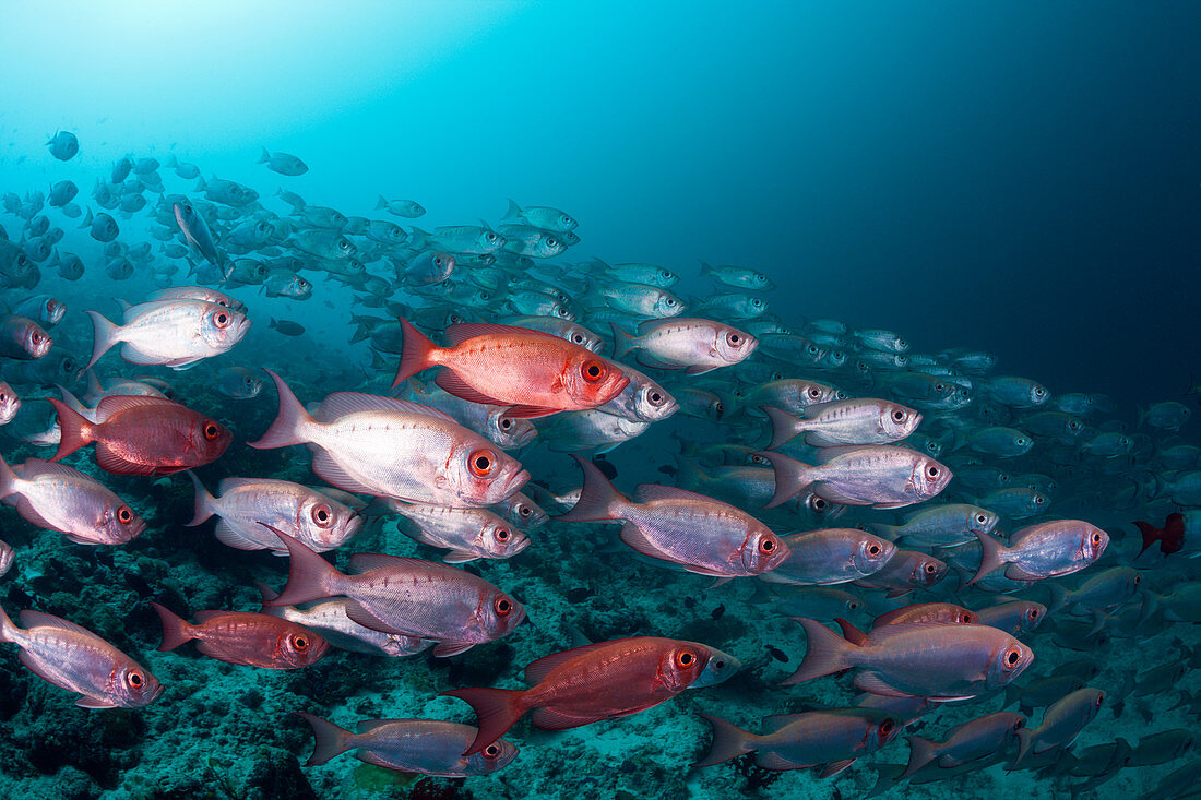 Shoal of reef bigeye, Priacanthus hamrur, Ari Atoll, Indian Ocean, Maldives