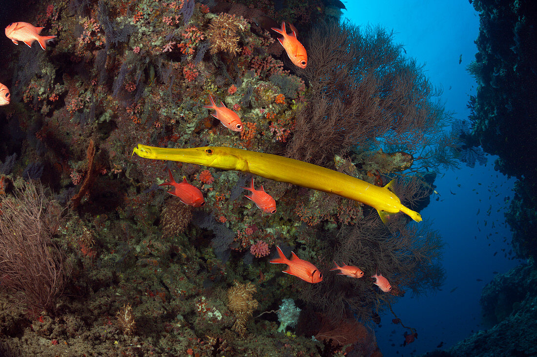 Gelber Trompetenfisch, Aulostomus chinensis, Ari Atoll, Indischer Ozean, Malediven
