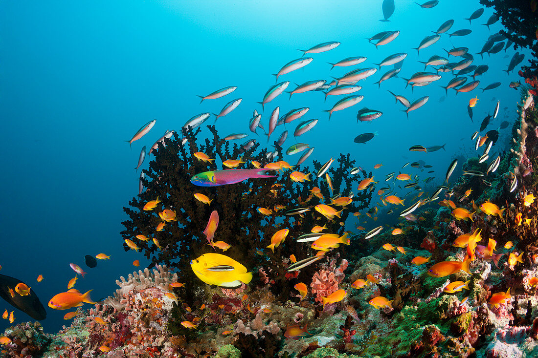 Buntes Korallenriff, Ari Atoll, Indischer Ozean, Malediven