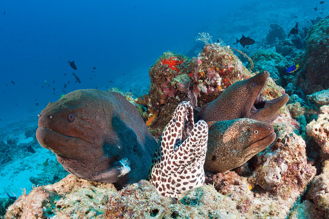 Riesenmuräne und Grosse Netzmuräne, Gymnothorax javanicus, Gymnothorax favagineus, Nord Male Atoll, Indischer Ozean, Malediven