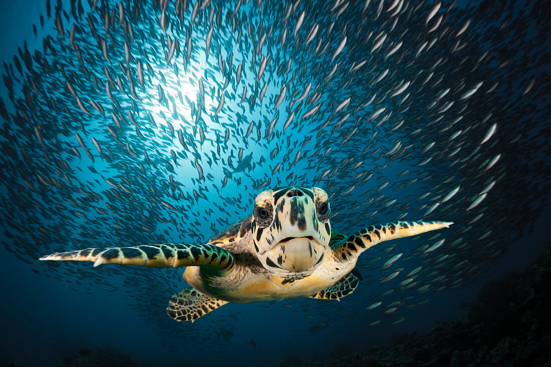 Echte Karettschildkröte, Eretmochelys imbricata, Süd Male Atoll, Indischer Ozean, Malediven