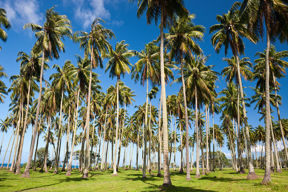 Palm trees on the south coast of Tahiti, Tahiti, French Polynesia