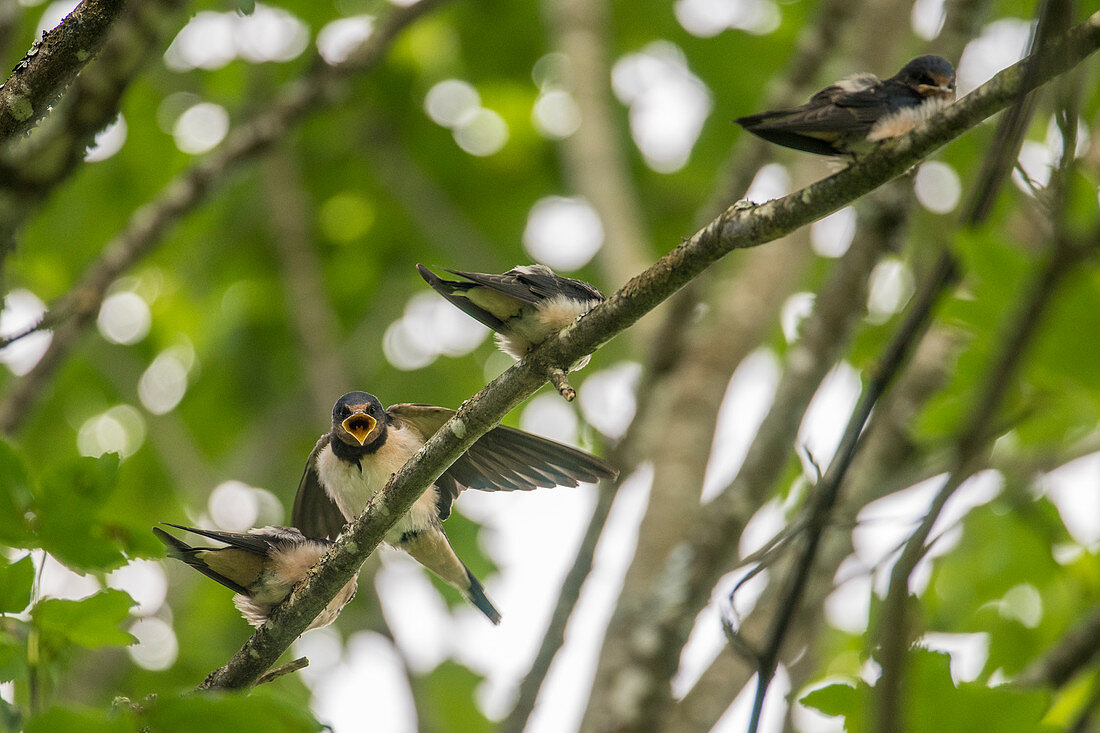 Young barn swallows sit on a branch and beg for food, Germany, Bavaria, Allgäu