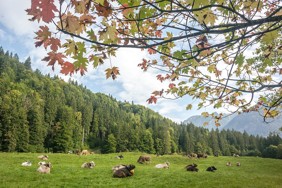 Allgäuer Kühe mit Kuhglocken ruhen sich liegend auf einer Wiese aus, Deutschland, Bayern, Allgäu 
