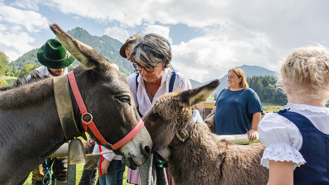 Donkey family is welcomed by their owners at the Scheidplatz in Viehscheid Oberstdorf