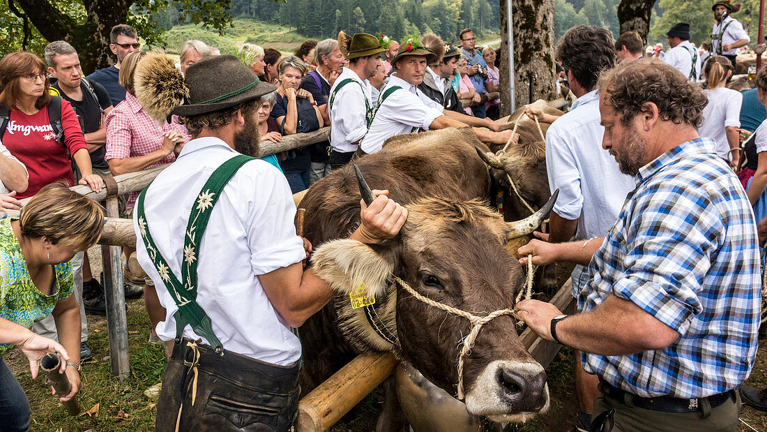 Kühe werden von ihren Bauern am Scheidplatz des alljährlichen Oberstdorfer Viehscheids getrennt, Deutschland, Bayern, Allgäu