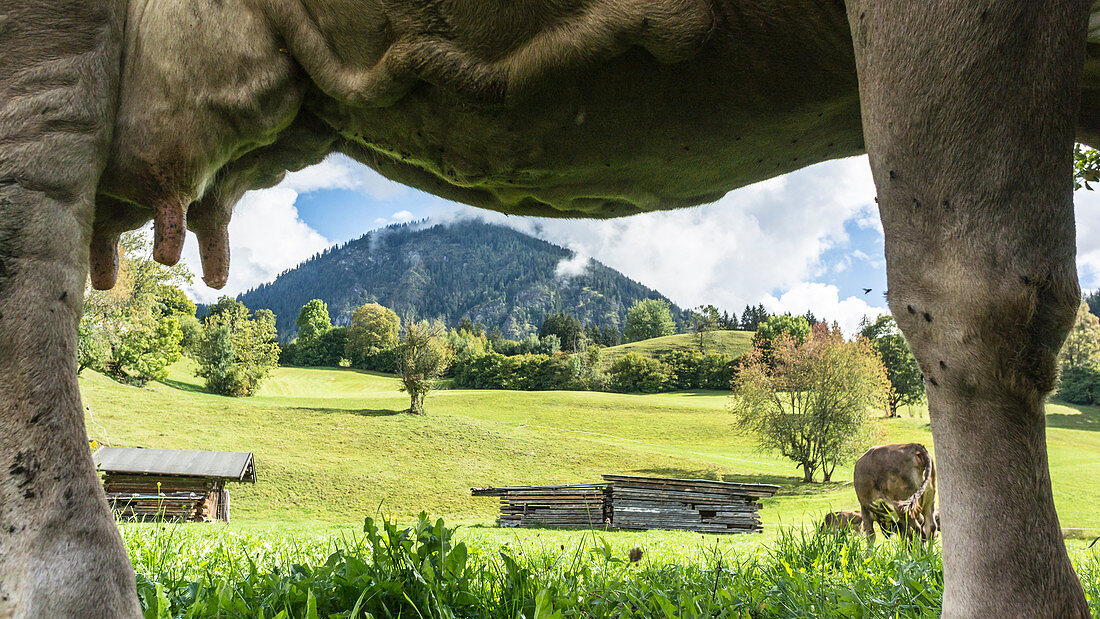 Allgäu cow pasture with a view of dairy cows and the Alpine foothills from a Frsoch perspective