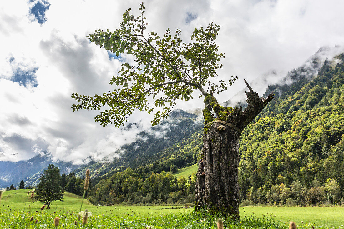Old tree, new shoots, broken by lightning, standing alone in a meadow in front of a mountain backdrop with dramatic cloud formations in the sky. Germany, Bavaria, Oberallgäu