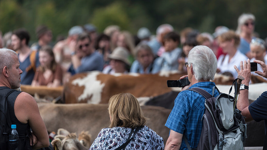 Kuhherde wird auf dem Viehscheid Oberstdorf von einer Menschansammlung erwartet und begleitet