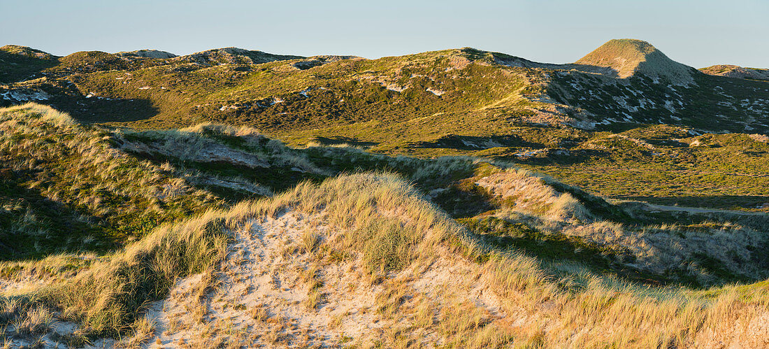 Dune landscape in the evening sun in Nordsylt, Sylt, Schleswig-Holstein, Germany