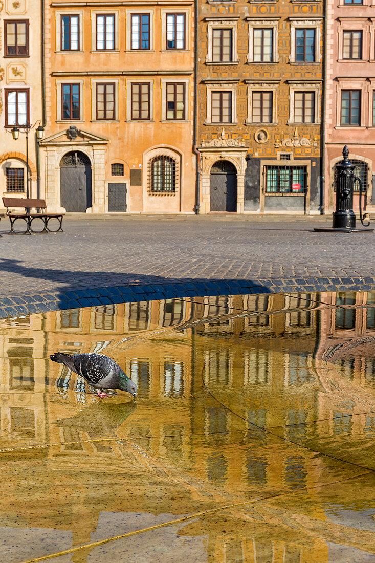 Marktplatz mit Taube und Brunnen, historische Altstadt von Warschau, Polen, Europa
