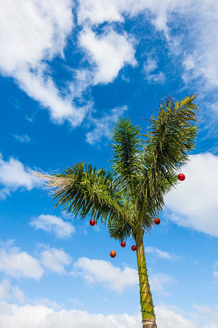 Christmas balls on a palm tree, Fort Myers Beach, Florida, USA