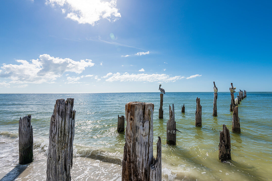 Pelicans on weathered wooden posts in the Gulf of Mexico, Fort Myers Beach, Florida, USA