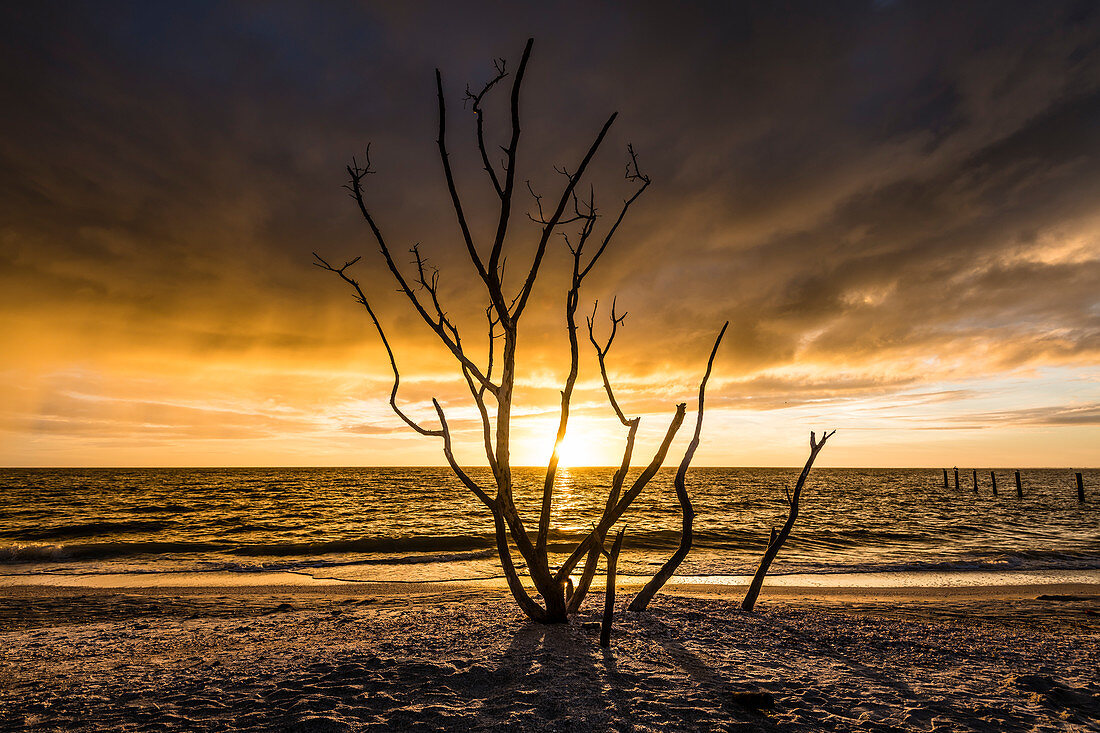 Silhouette eines kahlen Baumes am Strand vom Golf von Mexiko, Fort Myers Beach, Florida, USA