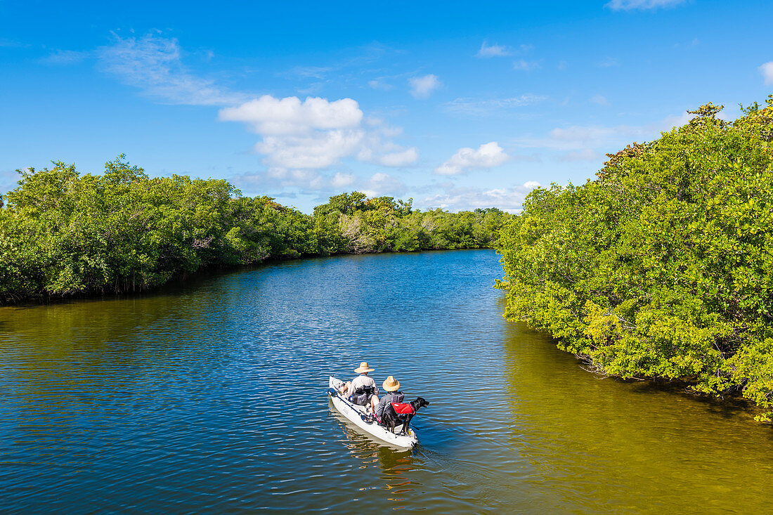 A boat tour with Huind through the mangroves in a national park, Fort Myers Beach, Florida, USA