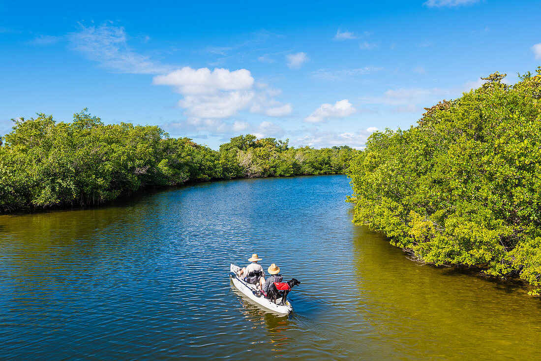 Eine Bootstour mit Hund durch die Mangroven in einem Nationalpark, Fort Myers Beach, Florida, USA