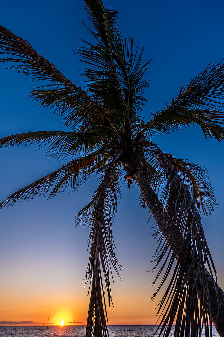 Eine Palme am Strand vom Golf von Mexiko zum Sonnenuntergang, Fort Myers Beach, Florida, USA