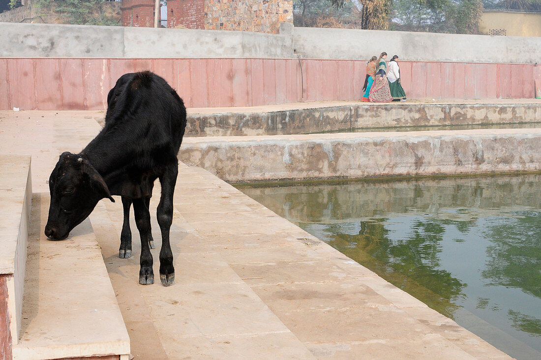 Heilige Kuh am Pavan Sarovar Nandgoan/Nandagram, Vrindavan, Uttar Pradesh, Indien, Heiliger Badeort im Wohnort Krishnas