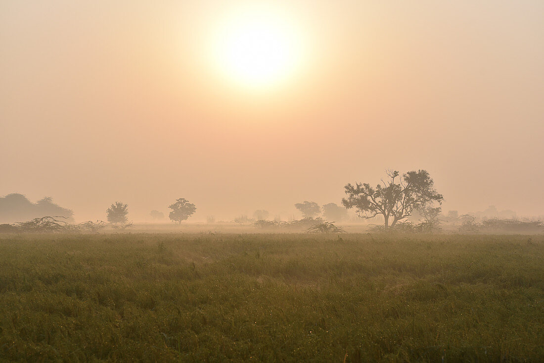 Vrindavan, Uttar Pradesh, Indien, Sonnenaufgang über dem Feld