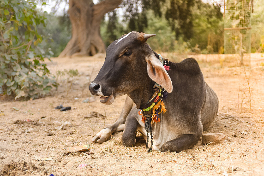 2019, Govardhan, Vrindavan, Uttar Pradesh, India, cow on the pilgrimage route around the sacred mountain Govardhan