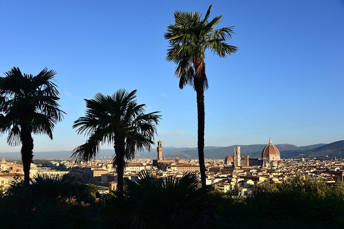 Blick mit Palmen vom Piazza Michelangelo auf Florenz, Toscana, Italien