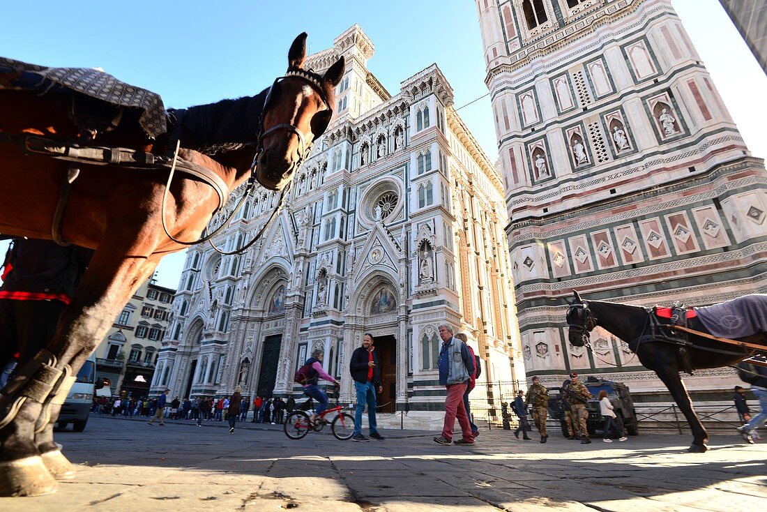 Pferdewagen am Duomo mit Campanile, Florenz, Toscana, Italien