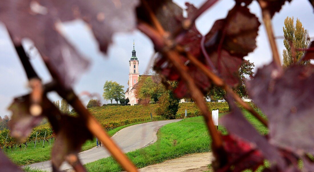 Durchblick durch Weinstock auf die Wallfahrtskirche Birnau bei Überlingen, Bodensee, Baden Württemberg, Deutschland