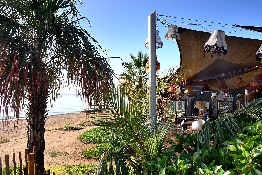 Restauranttrerasse und Palme am Strand von Hyères, Côte d'Azur, Süd-Frankreich