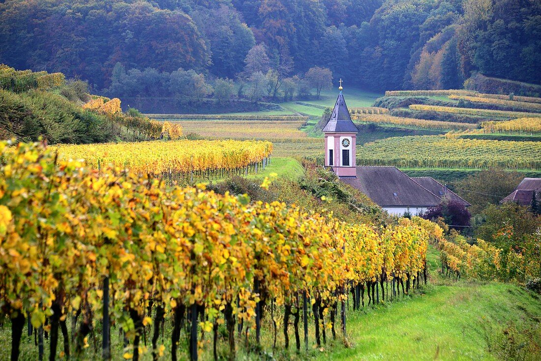 Weinfelder im Herbst und Kirche bei Altvogtsburg am Kaiserstuhl bei Freiburg, Baden-Württemberg, Deutschland