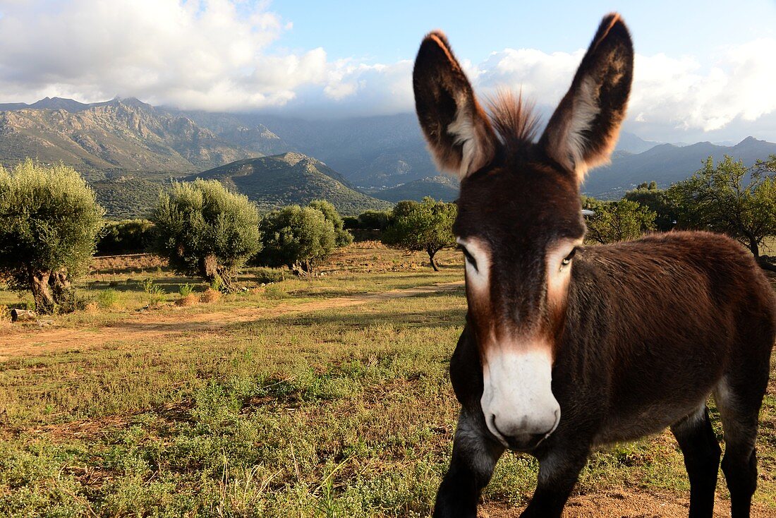 Donkey at Muro in Balagne, Northern Corsica, France