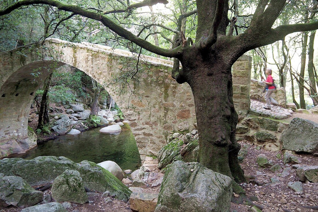 Zaglia-Brücke am Sentier de la Spilonca bei Ota im Bergland zwischen Evisa und Porto, West- Korsika, Frankreich