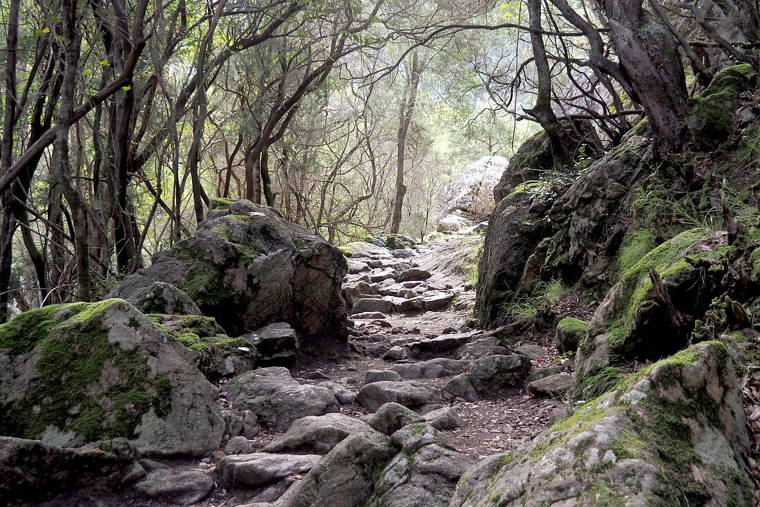 Steinstufen am Sentier de la Spilonca bei Ota im Bergland zwischen Evisa und Porto, West- Korsika, Frankreich