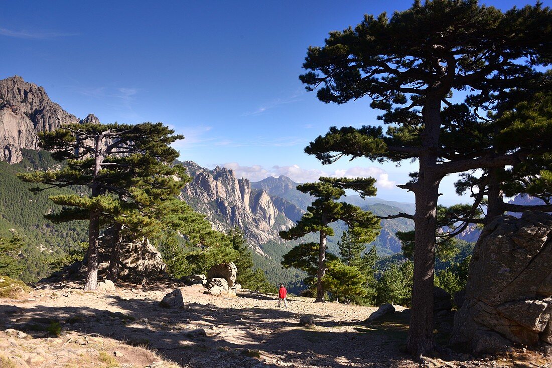 View with rocky landscape and pine trees to the east at Col de Bavella, South Corsica, France