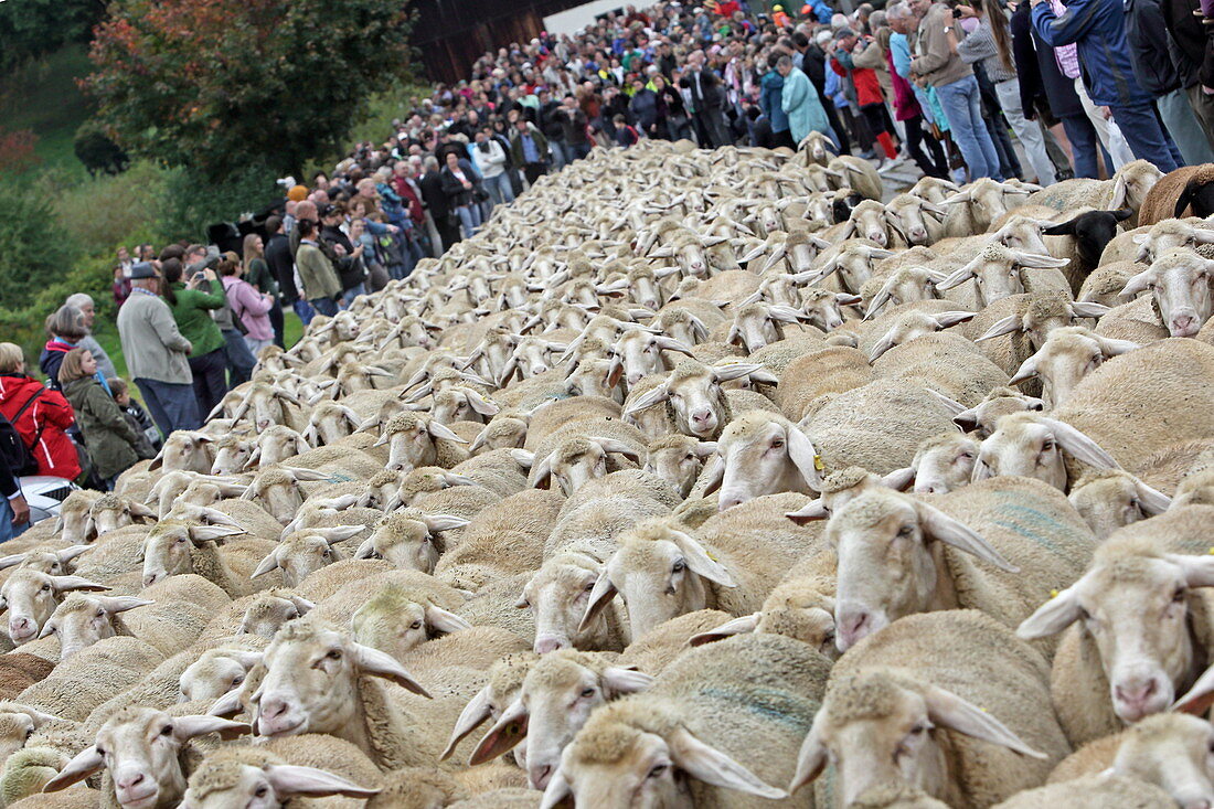 Flock of sheep between tourists, Rothenburg ob der Tauber, Bavaria