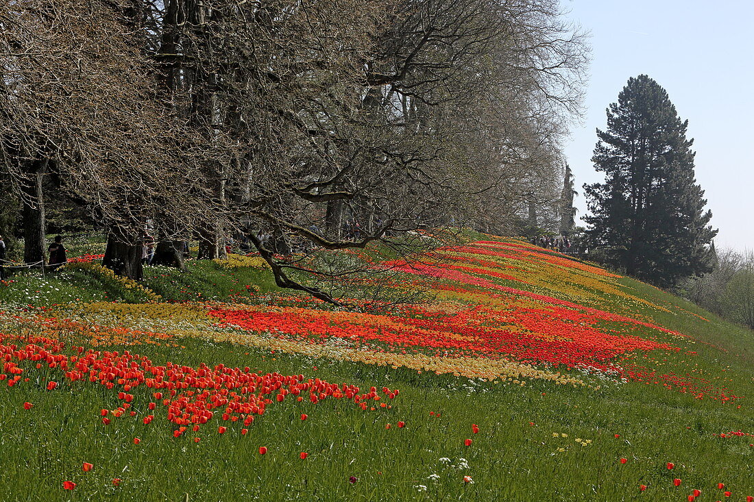 Frühlingsallee während der Tulpenblüte, Insel Mainau, Bodensee, Baden-Württemberg, Deutschland