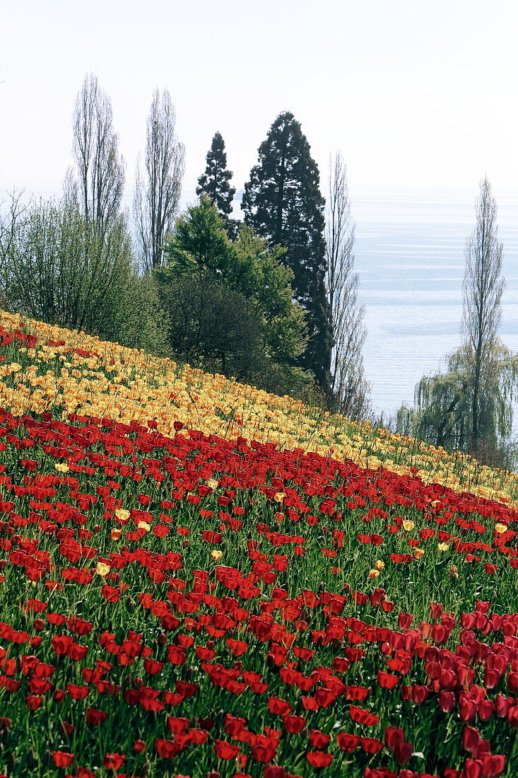 Spring avenue during the tulip blossom, Mainau Island, Lake Constance, Baden-Württemberg, Germany