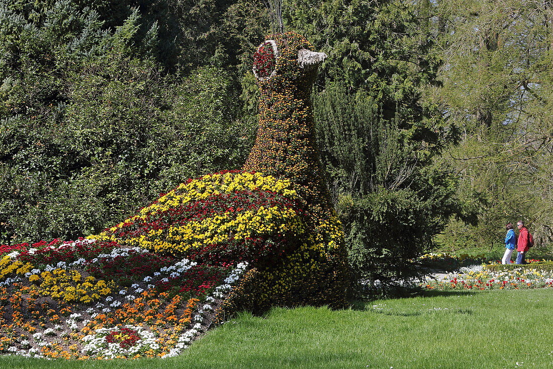 Peacock made of flowers, Mainau Island, Baden-Wuerttemberg, Germany