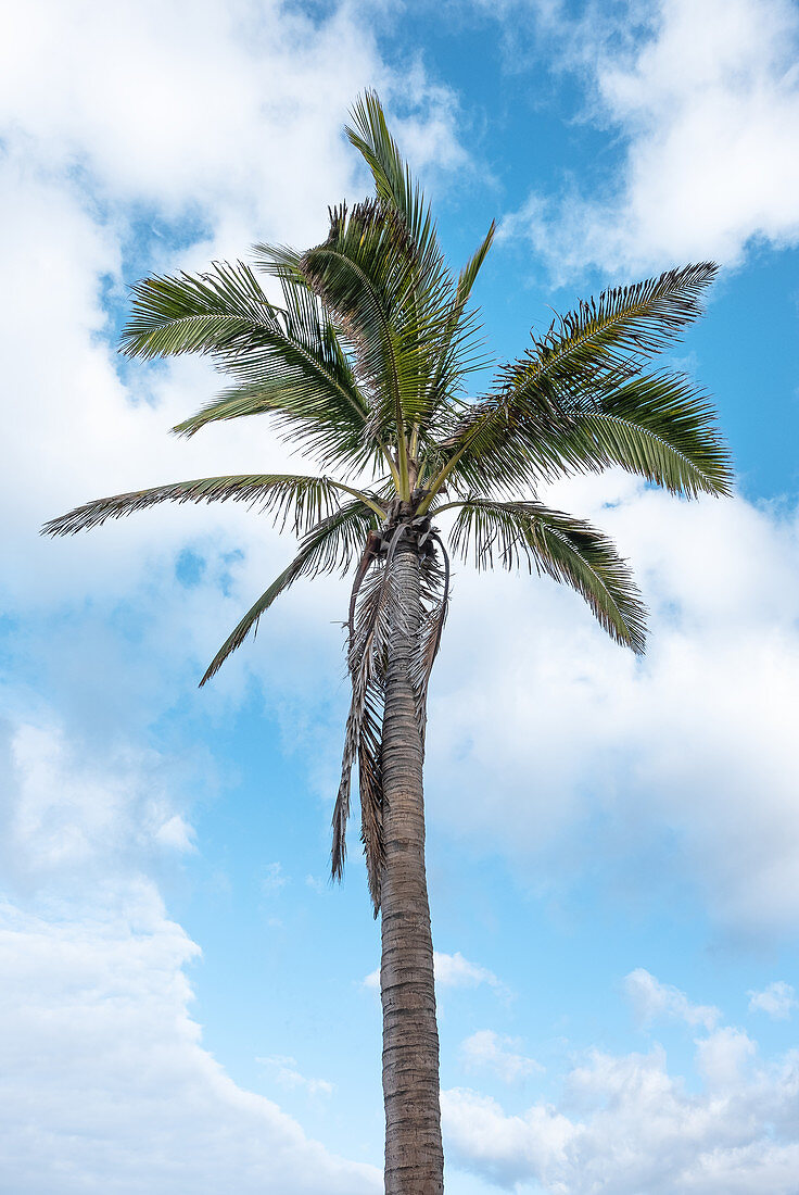 Palm tree under a blue sky, Puerto Naos, La Palma, Canary Islands, Spain, Europe